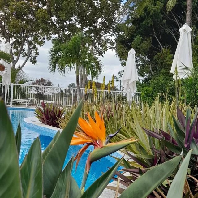 Promenez-vous dans notre jardin, à la recherche des magnifiques fleurs tropicales.

Enjoy a walk in our garden and spot all the beautifull tropical flowers.